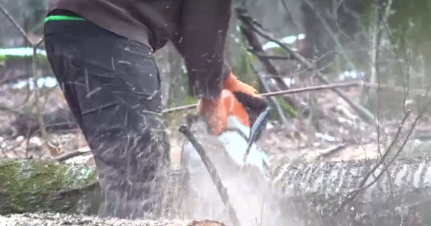 video copaci nemarcati pusi la pamant in padurea de la baile felix constatarile garzii forestiere 69779d5da91b5