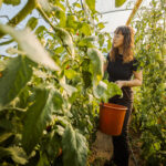 video costuri de zeci de mii de lei pentru incalzirea solariilor legume mai scumpe in piete cat ar putea costa primele rosii pe tarabe 69769930459d1