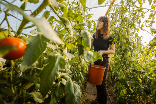 video costuri de zeci de mii de lei pentru incalzirea solariilor legume mai scumpe in piete cat ar putea costa primele rosii pe tarabe 69769930459d1