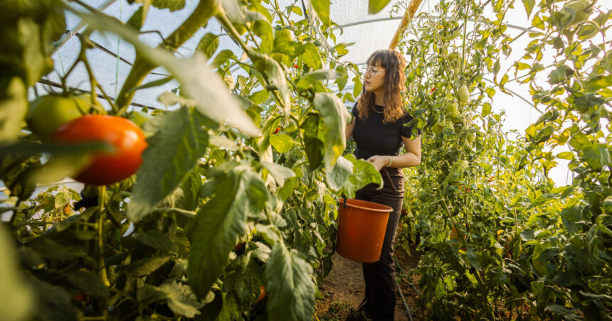 video costuri de zeci de mii de lei pentru incalzirea solariilor legume mai scumpe in piete cat ar putea costa primele rosii pe tarabe 69769930459d1