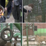 video cum sunt protejate animalele de ger gradina zoo din tara unde maimutele primesc zilnic ceai cald iar leii au incalzire in pardoseala 6973152cb17de