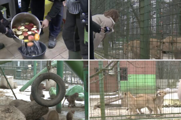 video cum sunt protejate animalele de ger gradina zoo din tara unde maimutele primesc zilnic ceai cald iar leii au incalzire in pardoseala 6973152cb17de