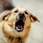 video descoperire macabra in bucuresti o femeie a fost gasita moarta in casa cu urme de muscaturi de caine a fost deschisa ancheta 695d1c6b65ffb