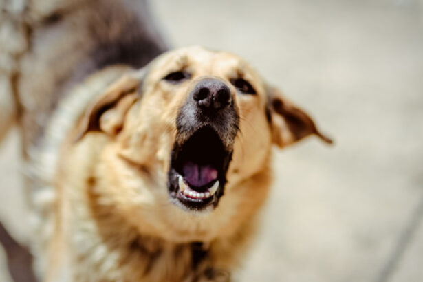 video descoperire macabra in bucuresti o femeie a fost gasita moarta in casa cu urme de muscaturi de caine a fost deschisa ancheta 695d1c6b65ffb