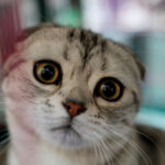 video doua rase populare de pisici au fost interzise in olanda de la inceputul acestui an 6965f7c2c16b1