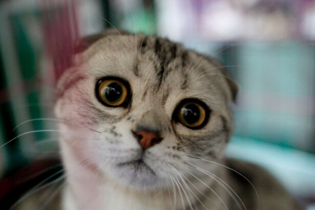 video doua rase populare de pisici au fost interzise in olanda de la inceputul acestui an 6965f7c2c16b1