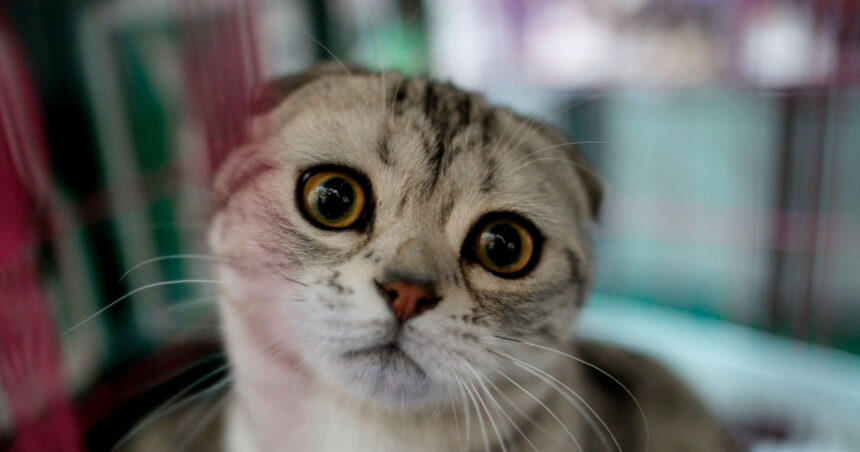 video doua rase populare de pisici au fost interzise in olanda de la inceputul acestui an 6965f7c2c16b1