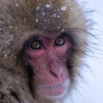 video gerul greu de suportat si de animalele de la zoo cum sunt protejate de frigul extrem cele mai sensibile sunt maimutele 69634dbb1d580