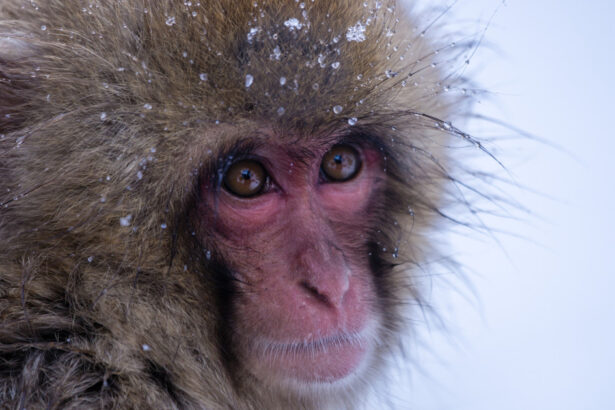 video gerul greu de suportat si de animalele de la zoo cum sunt protejate de frigul extrem cele mai sensibile sunt maimutele 69634dbb1d580