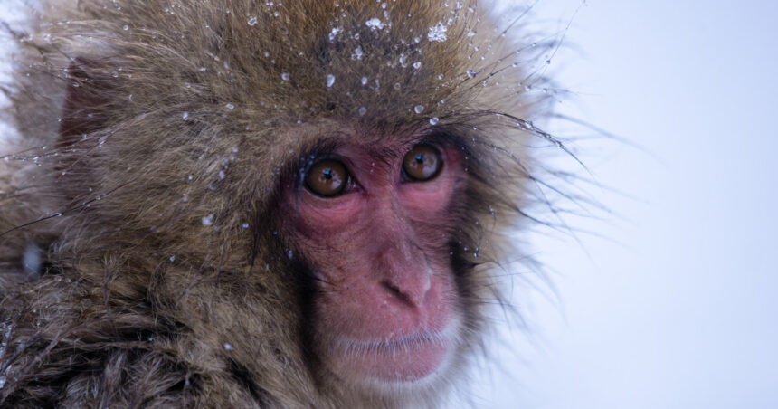video gerul greu de suportat si de animalele de la zoo cum sunt protejate de frigul extrem cele mai sensibile sunt maimutele 69634dbb1d580