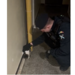 video incredibil jandarmi chemati sa scoata o pisica dintr o scara de bloc din constanta 69777f8623311