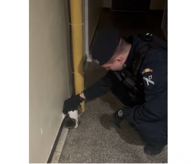 video incredibil jandarmi chemati sa scoata o pisica dintr o scara de bloc din constanta 69777f8623311