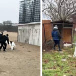 video lebada ranita salvata pe plaja din cartierul faleza nord pasarea a ajuns in siguranta la complexul muzeal de stiinte ale naturii constanta 6974ae9749b4a