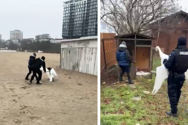video lebada ranita salvata pe plaja din cartierul faleza nord pasarea a ajuns in siguranta la complexul muzeal de stiinte ale naturii constanta 6974ae9749b4a