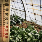 video lovitura primita de agricultori odata cu gerul care s a abatut peste romania costuri duble pentru incalzirea solariilor 696726186f8e4