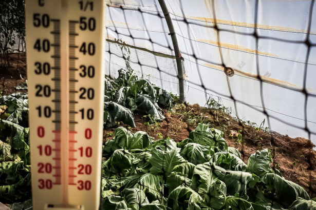 video lovitura primita de agricultori odata cu gerul care s a abatut peste romania costuri duble pentru incalzirea solariilor 696726186f8e4