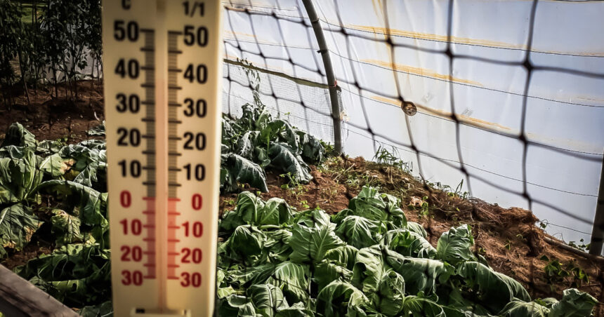 video lovitura primita de agricultori odata cu gerul care s a abatut peste romania costuri duble pentru incalzirea solariilor 696726186f8e4