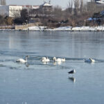 video mai multe lebede blocate pe lacul tabacariei pompierii vin in ajutorul lor 69662008cf8dc