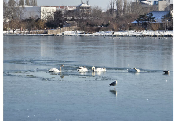 video mai multe lebede blocate pe lacul tabacariei pompierii vin in ajutorul lor 69662008cf8dc