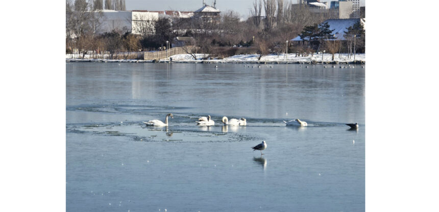 video mai multe lebede blocate pe lacul tabacariei pompierii vin in ajutorul lor 69662008cf8dc