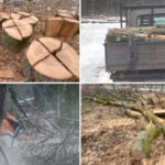 video noi dezvaluiri in cazul padurii de la baile felix firma care face defrisarile deschisa de o angajata a unei fabrici de pantofi 69788febd827d