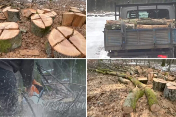 video noi dezvaluiri in cazul padurii de la baile felix firma care face defrisarile deschisa de o angajata a unei fabrici de pantofi 69788febd827d