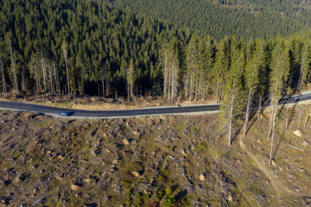 video padurile romaniei distruse sistematic comorova perla verde a litoralului pe jumatate pierduta taieri ilegale si in prahova 697cab1b7b704