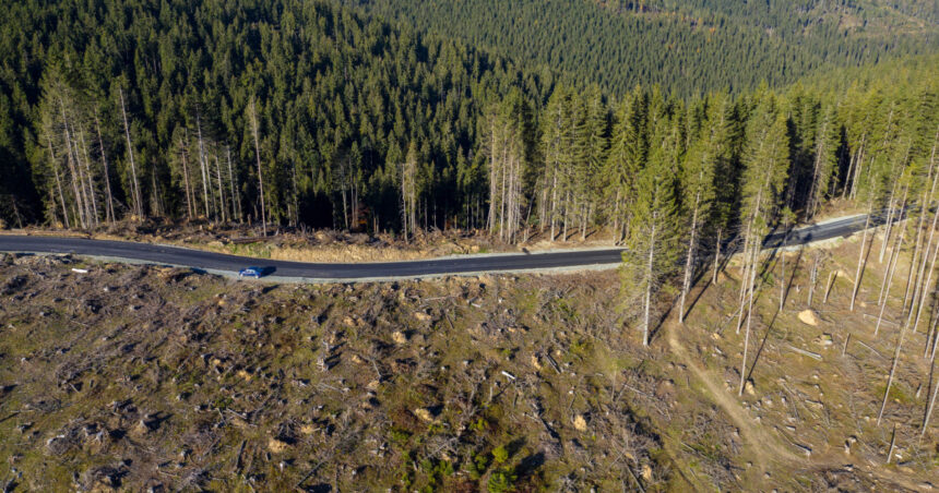 video padurile romaniei distruse sistematic comorova perla verde a litoralului pe jumatate pierduta taieri ilegale si in prahova 697cab1b7b704