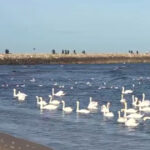 video spectacolul lebedelor de la eforie sud de ani buni pasarile aleg sa nu mai migreze 6957f25a26524