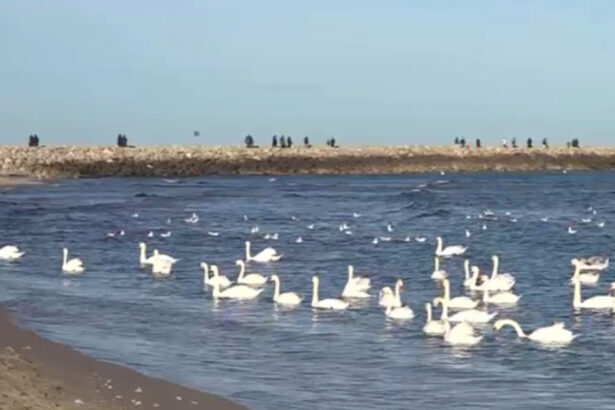 video spectacolul lebedelor de la eforie sud de ani buni pasarile aleg sa nu mai migreze 6957f25a26524