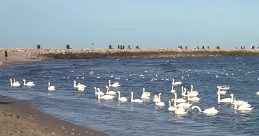 video spectacolul lebedelor de la eforie sud de ani buni pasarile aleg sa nu mai migreze 6957f25a26524