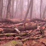 video taieri ilegale in padurea din baile felix garda forestiera face astazi ultimele verificari impreuna cu politistii 6979bac28a868