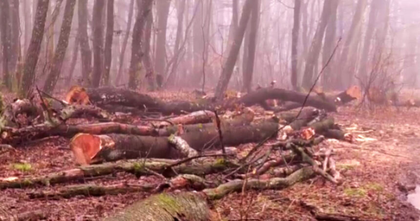 video taieri ilegale in padurea din baile felix garda forestiera face astazi ultimele verificari impreuna cu politistii 6979bac28a868