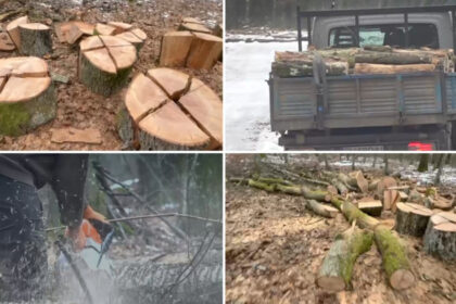 video taieri in padurea de la baile felix contract de exploatare pentru peste 600 de copaci ce spun autoritatile 6973741c64308