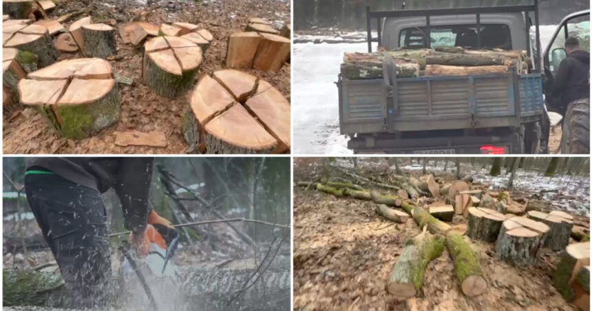video taieri in padurea de la baile felix contract de exploatare pentru peste 600 de copaci ce spun autoritatile 6973741c64308