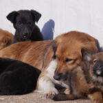 video taxa pentru cainii fara stapan intr o comuna din ilfov localnicii refuza sa plateasca am salariul minim cum supravietuim 695e8305a8e36