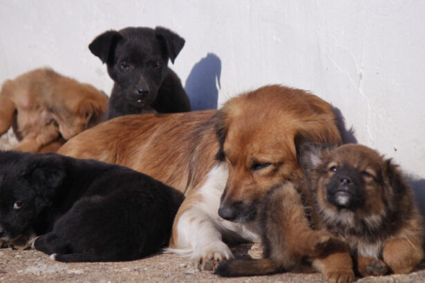 video taxa pentru cainii fara stapan intr o comuna din ilfov localnicii refuza sa plateasca am salariul minim cum supravietuim 695e8305a8e36