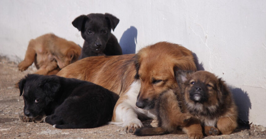 video taxa pentru cainii fara stapan intr o comuna din ilfov localnicii refuza sa plateasca am salariul minim cum supravietuim 695e8305a8e36