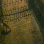 video trei vulpi au fost surprinse de camere in centrul bucurestiului explicatiile specialistilor 69596014a106d