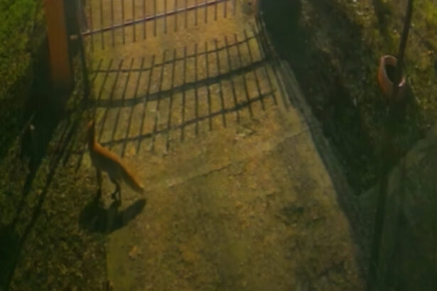 video trei vulpi au fost surprinse de camere in centrul bucurestiului explicatiile specialistilor 69596014a106d