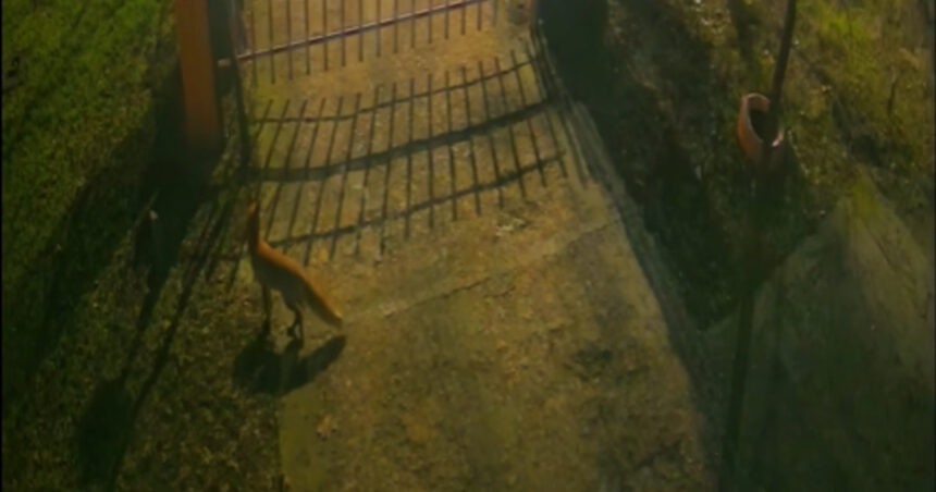 video trei vulpi au fost surprinse de camere in centrul bucurestiului explicatiile specialistilor 69596014a106d