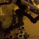 video un barbat e anchetat dupa ce a distrus mai multe casute pentru pisici in sectorul 3 imaginile au devenit virale pe internet 6971ea5b808b3