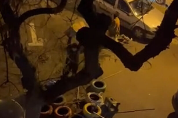 video un barbat e anchetat dupa ce a distrus mai multe casute pentru pisici in sectorul 3 imaginile au devenit virale pe internet 6971ea5b808b3