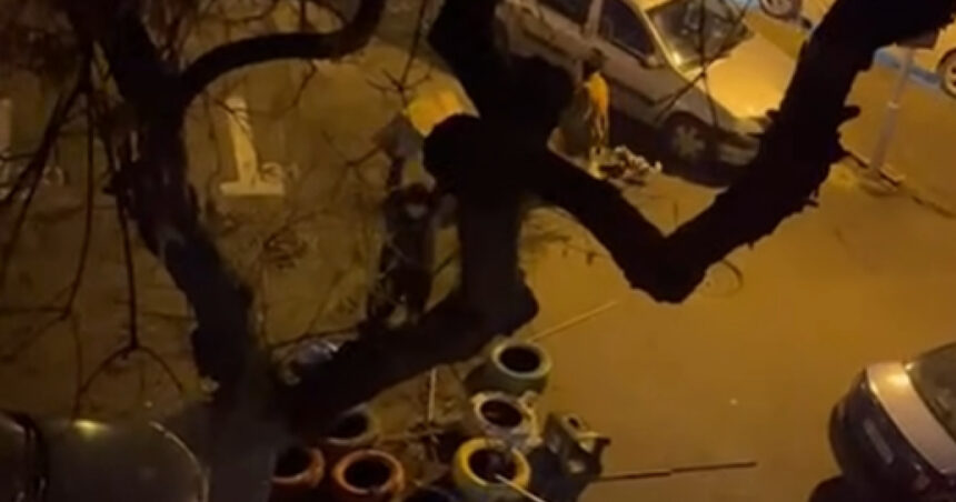 video un barbat e anchetat dupa ce a distrus mai multe casute pentru pisici in sectorul 3 imaginile au devenit virale pe internet 6971ea5b808b3