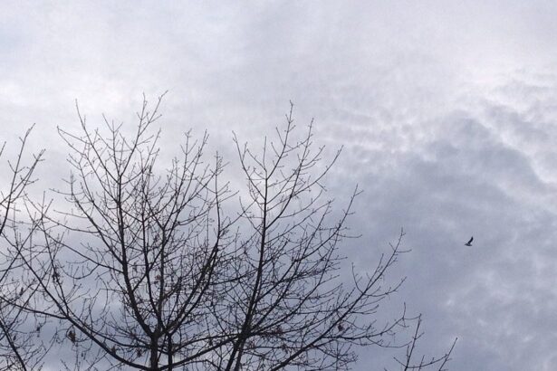 vremea in dobrogea va fi deosebit de calda pentru inceputul lunii ianuarie vezi cand se raceste 695ccce3c14ba