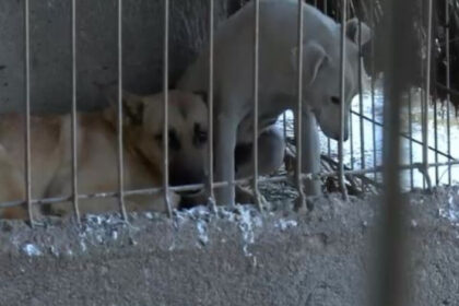 adapost de caini inchis dupa aparitia unor imagini cu maltratarea si eutanasierea animalelor sa nu se mai repete niciodata 698cbfe0b8652