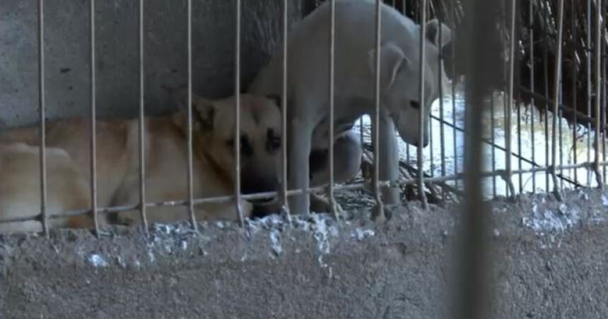 adapost de caini inchis dupa aparitia unor imagini cu maltratarea si eutanasierea animalelor sa nu se mai repete niciodata 698cbfe0b8652