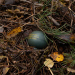 alerta in aiud dupa ce doua grenade defensive au fost descoperite pe un drum public 698896a5753b2