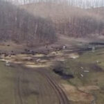 anuntul prefecturii cluj despre sutele de bizoni si cerbi morti de la exploatatia recea cristur sunt si animale vii neingrijite 6998c7921bdd4