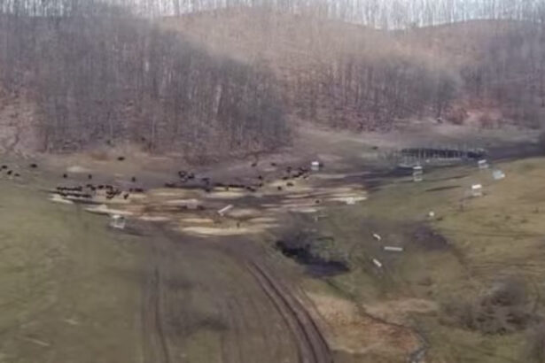 anuntul prefecturii cluj despre sutele de bizoni si cerbi morti de la exploatatia recea cristur sunt si animale vii neingrijite 6998c7921bdd4